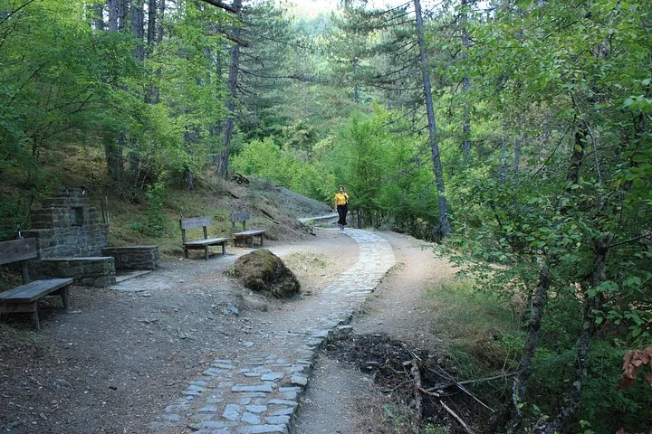 A person walking on a cobblestone path in the forest.